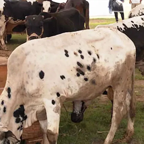 qurbani-box-img